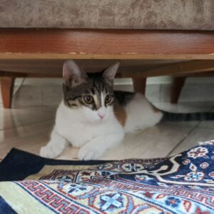 🐾 واگذاری پیشی خوشگل 🐾