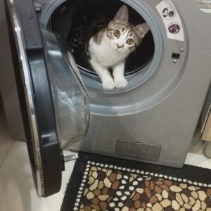 بچه گربه