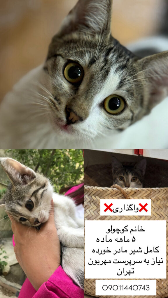 واگذاری خانم کوچولو