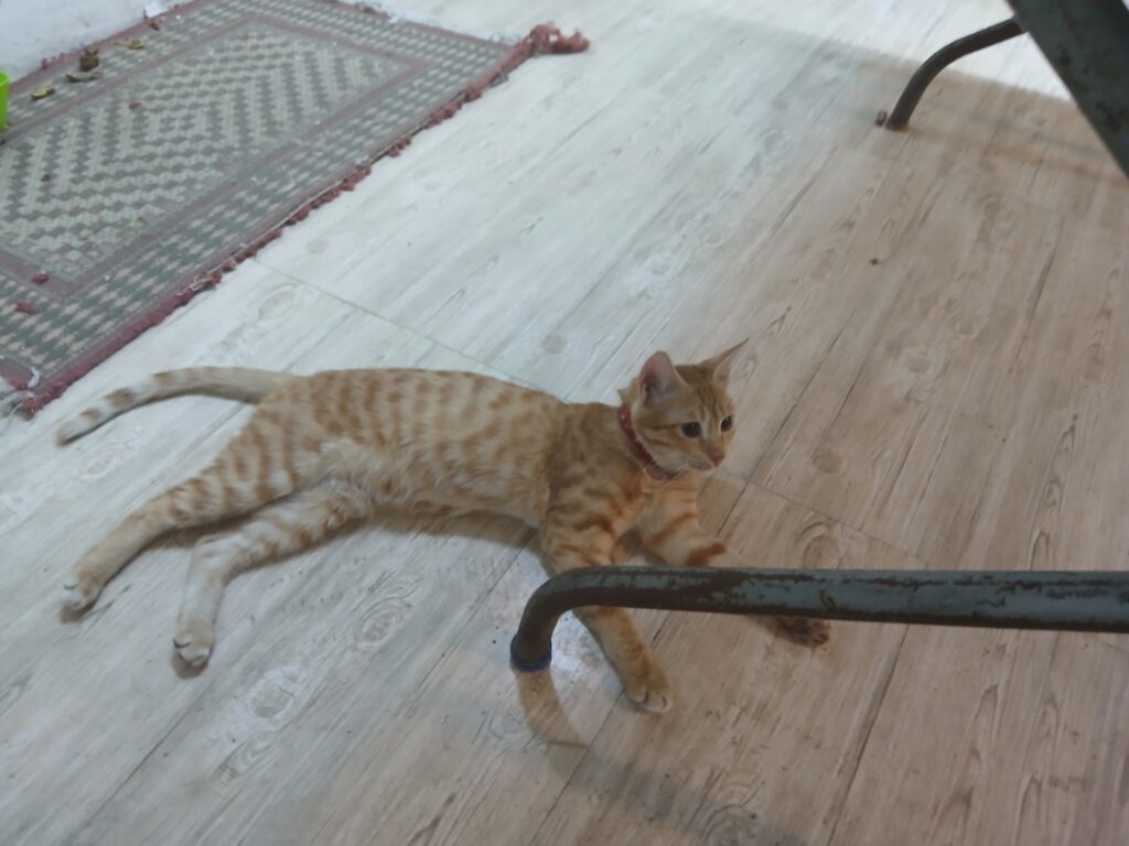 گربه گمشده نارنجی ماده