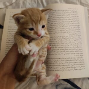 بچه گربه