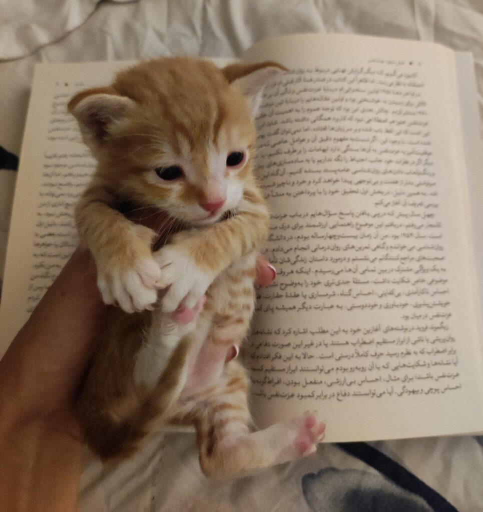 بچه گربه