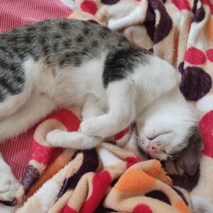 سرپرست برای فرشته شیطون