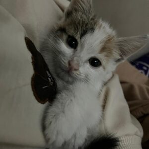 واگذاری بچه گربه