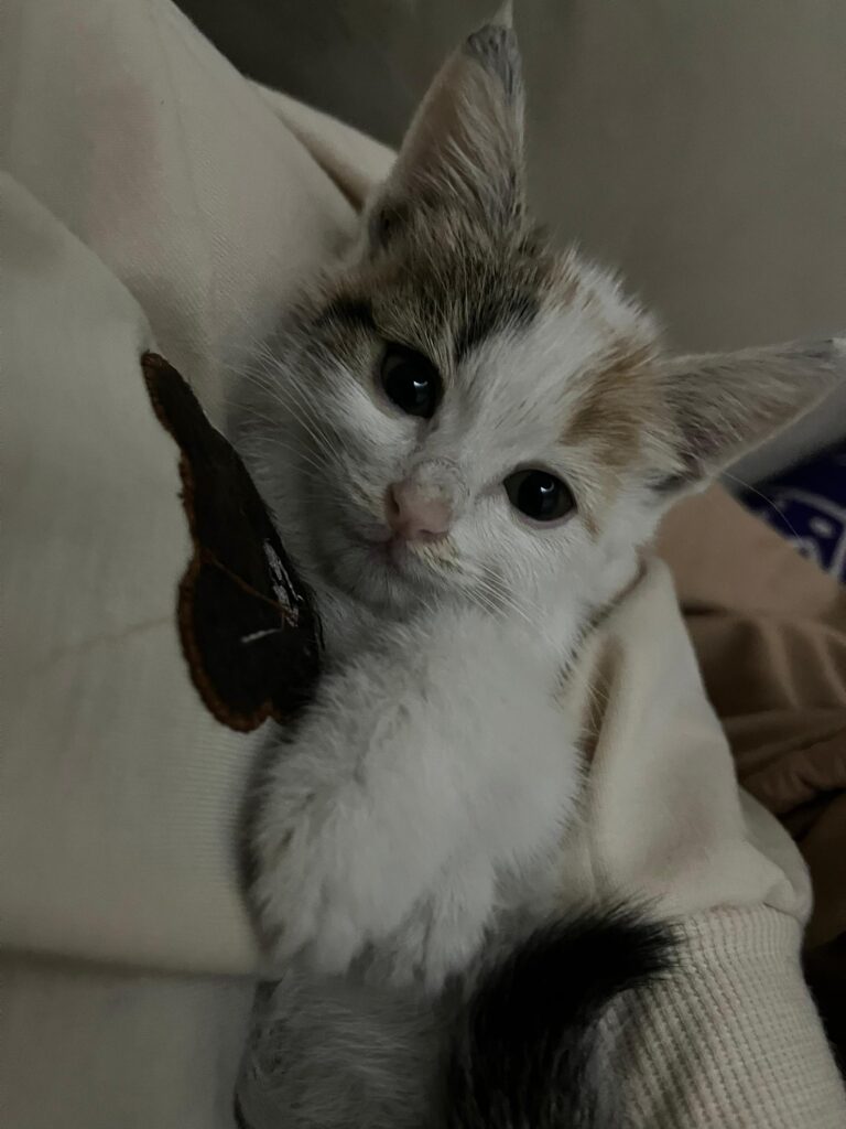 واگذاری بچه گربه