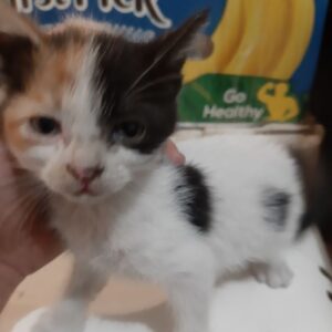 واگذاری بچه گربه dsh  ماده