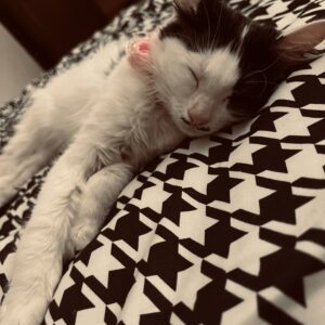 هیتلر🐾🐱