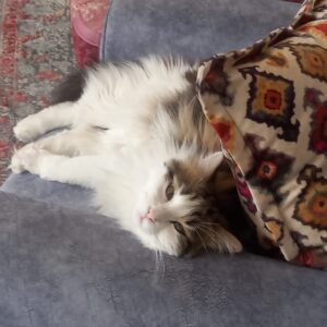 دوعدد گربه