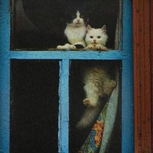 پانسیون خانگی گربه
