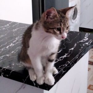 آقا گردو دنبال یه خانواده ی مهربون میگرده