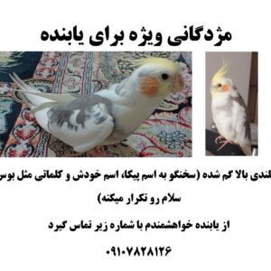 عروس هلندی گمشده