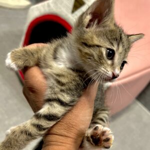 بچه گربه های ۲ ماهه تکی هم واگذار میشود