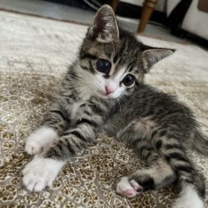 گربه dsh