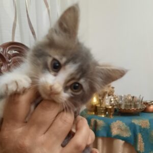 رُزی دختر نقره ای و مو بلند