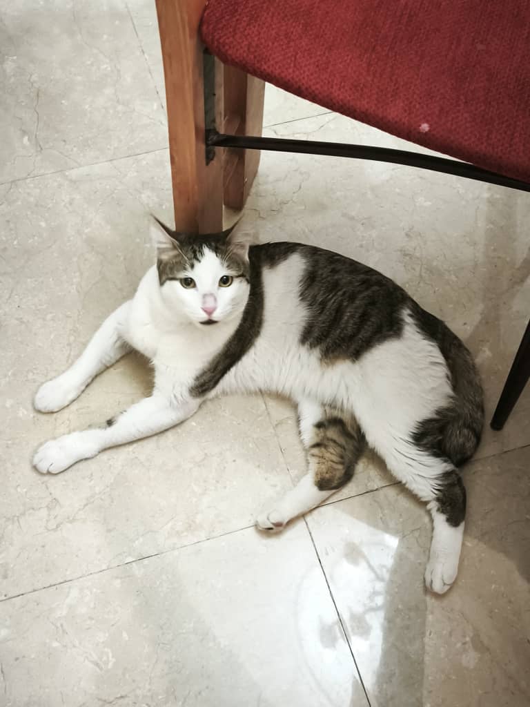 واگذاری گربه نر 8 ماهه