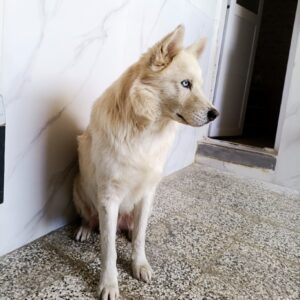 سگ مالاموت