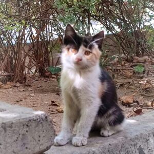واگذاری رایگان بچه گربه