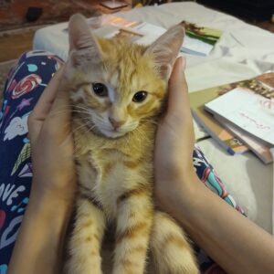 گربه خوشگل و پر انرژی DSH سه ماهه