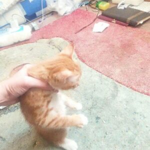 واگذاری بچه گربه 2ماهه خیلی شیطون وبامزه