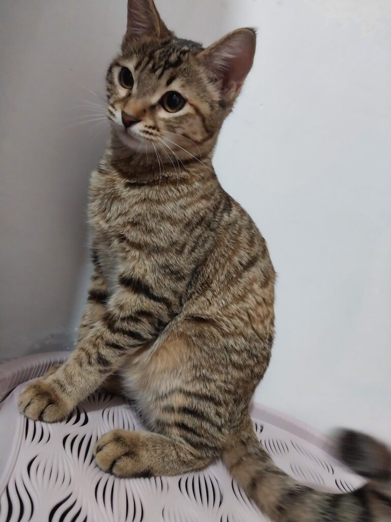 واگذاری گربه DSH