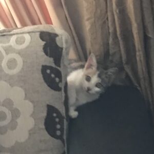 واگذاری رایگان بچه گربه