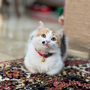 واگذاری گربه DLH ماده ۶ ماه