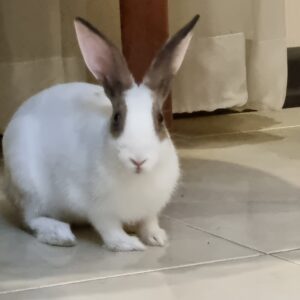 خرگوش ۶ ماهه رایگان