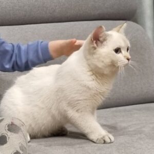 گربه بریتیش ۱۱ ماهه