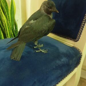 جوجه کلاغ گردن سفید پیدا شده
