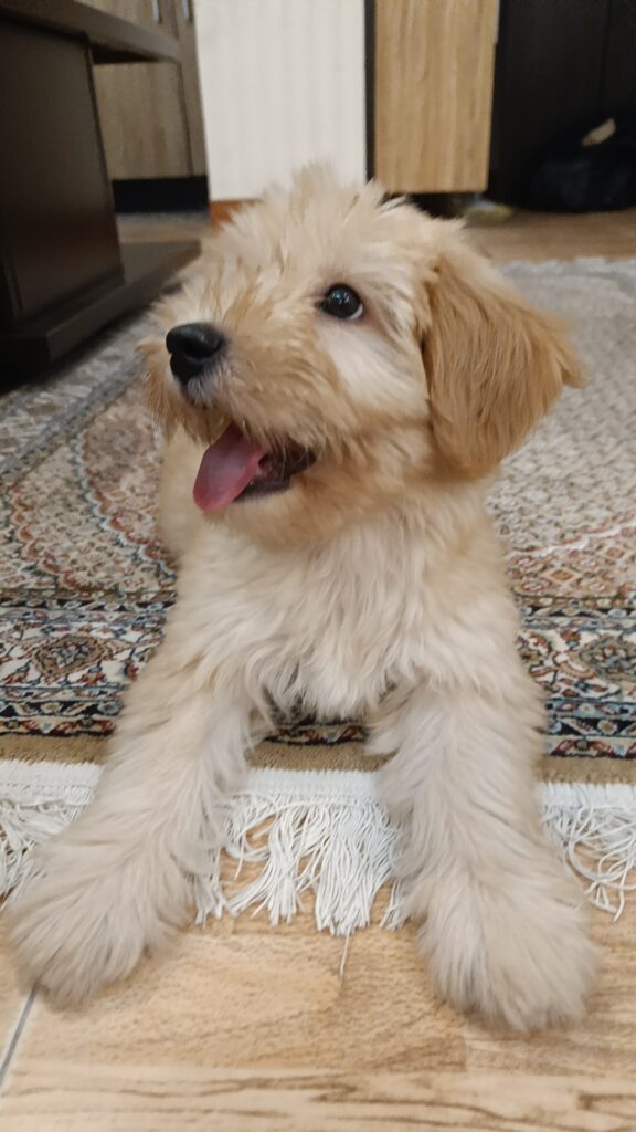 واگذاری سگ