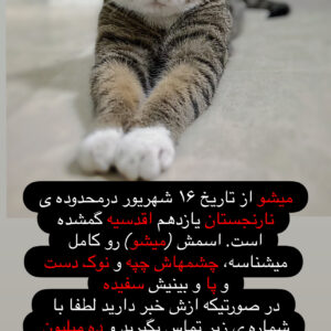 گربه گمشده در منطقه اقدسیه