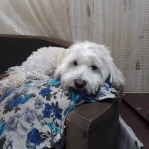 سگ گمشده