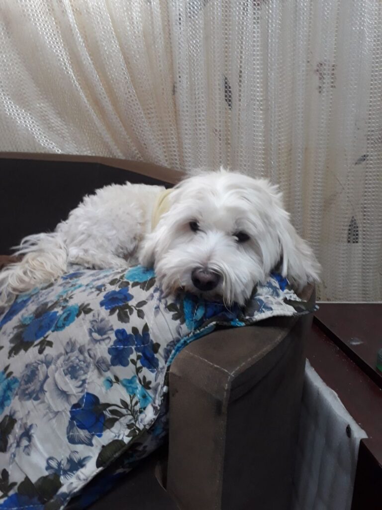 سگ گمشده