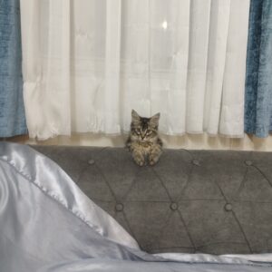 گربه dlh پشمالو ماده
