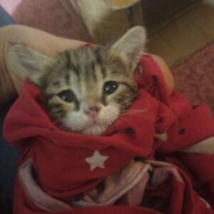 بچه گربه ۳ هفته ای ، پسر ، برای واگذاری