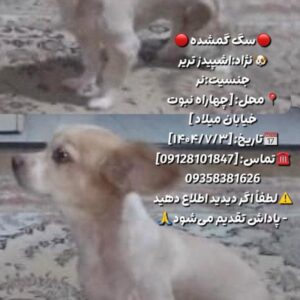 سگ گمشده