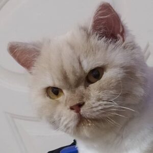 پرشین ماده 2ساله