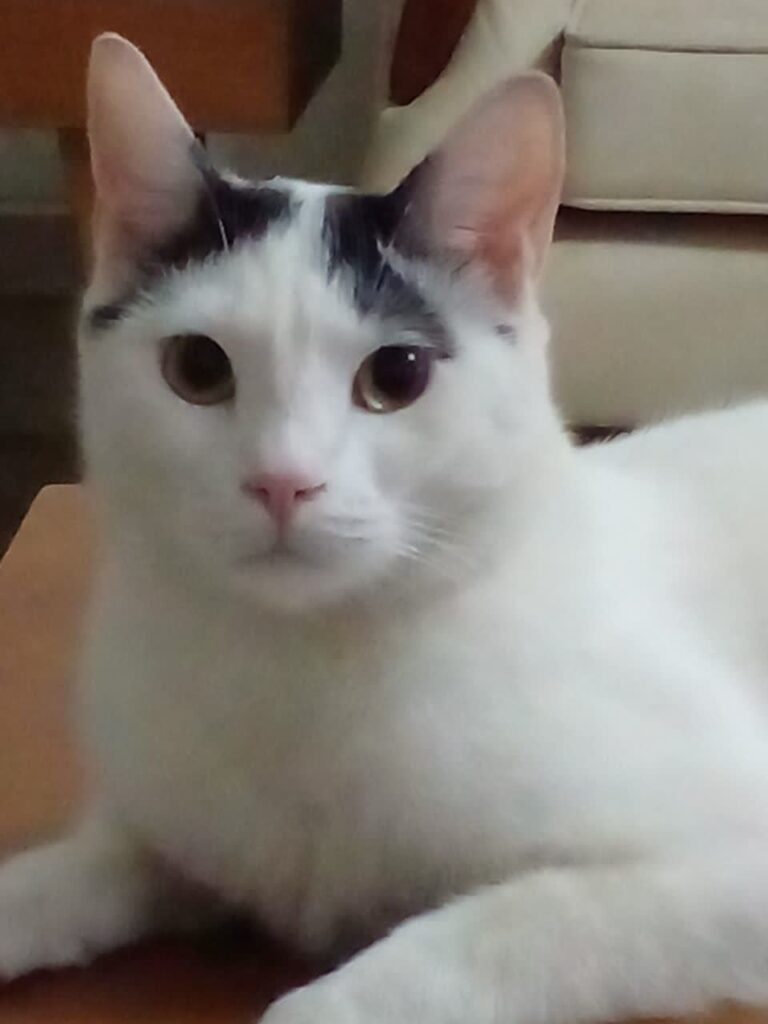 واگذاری گربه