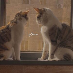 واگذاری 2 گربه DSH