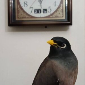 مرغ مینا