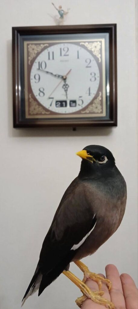 مرغ مینا