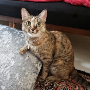 گربه گمشده