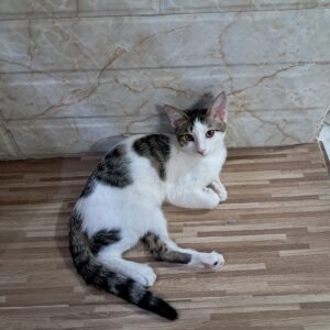 واگذاری رایگان گربه