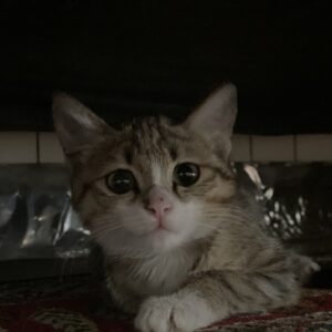 پیشی یه دست نداره