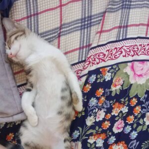 گربه بازیگوش به نام پشمک