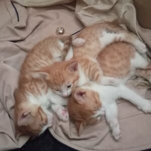 واگذاری سه تا بچه گربه ملوس و شیطون با مادرشون