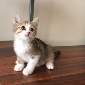 واگذاري دختر دوماهه