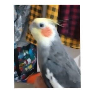 گمشده