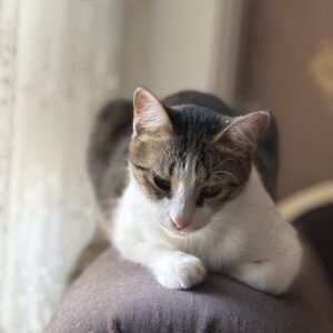 ماده یک ساله دی ای اچ