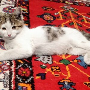 بچه گربه ماده